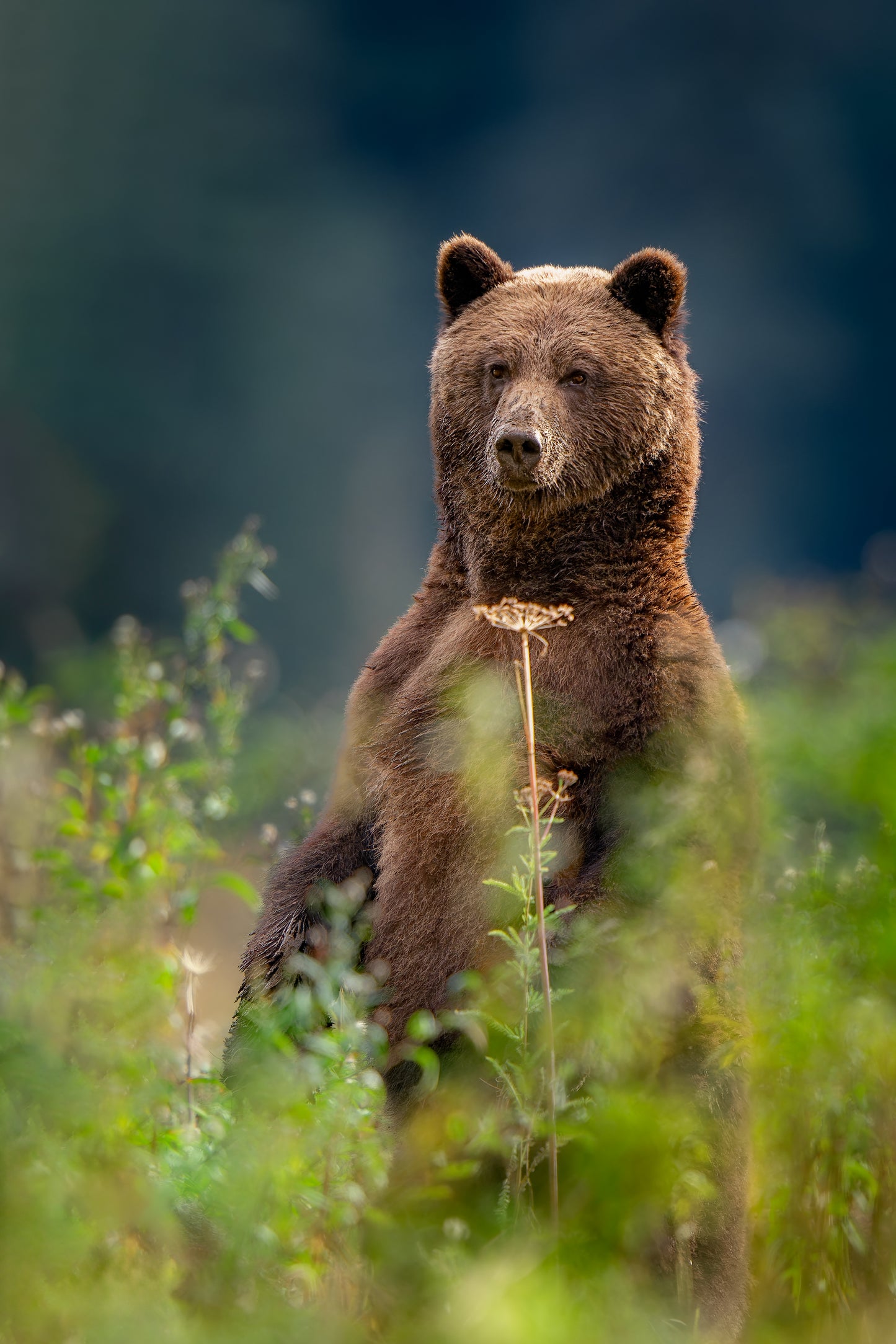 Standing Grizzly Bear