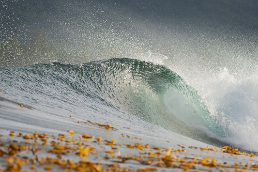 Wave and Sunlit Kelp