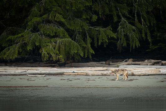 Coastal Wolf on Treelined Beach