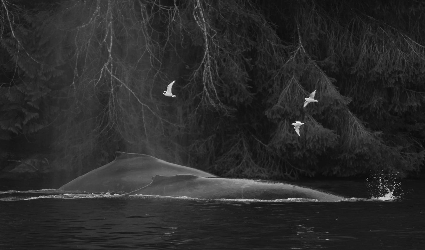 Whale and Seagull Ballet